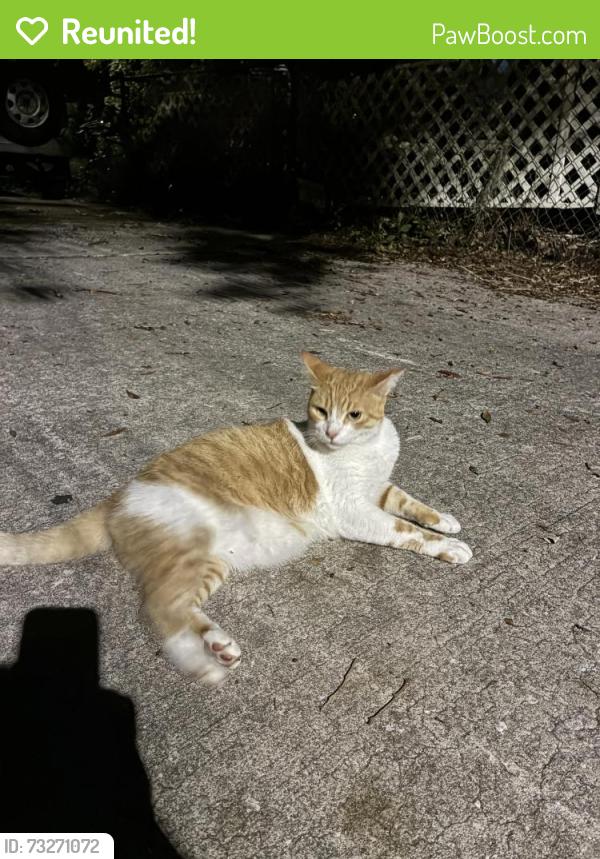 Reunited Male Cat last seen Greenwood St and Sunnyside Ct, Orlando, FL 32803