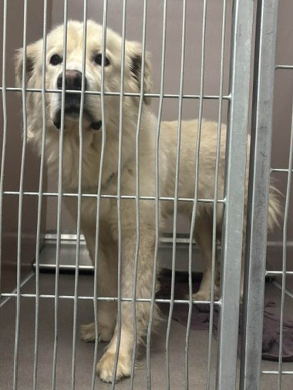 Shelter Stray Female Dog last seen West of Elk Island Park, Strathcona County, AB, T8A, Canada, 13620 163 St NW, Edmonton, AB T5V 0C8, Canada