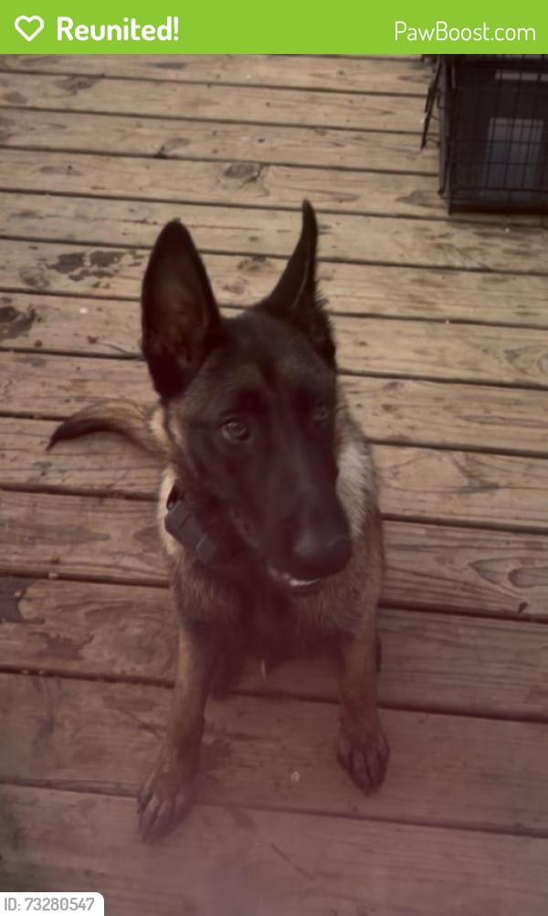 Reunited Male Dog last seen Fm 476 & McCaughan, Poteet, TX 78065