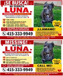 Lost Female Dog last seen Zinfandel and Maximillian Salida ca, Salida, CA 95368
