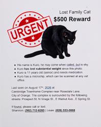 Lost Male Cat last seen Chapman and Prospect, Orange, CA 92869