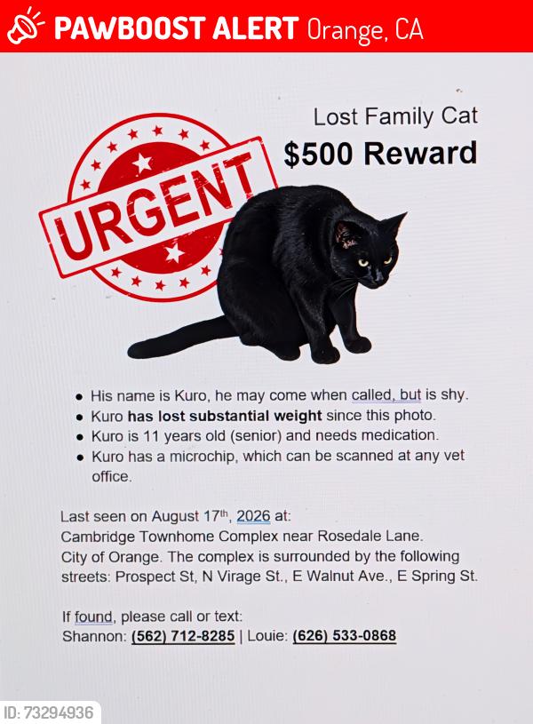 Lost Male Cat last seen Chapman and Prospect, Orange, CA 92869