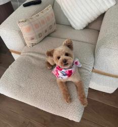 Reunited Female Dog last seen shavano way, Prosper, TX 75078