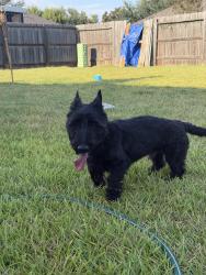 Reunited Male Dog last seen Corinthian place, Houston, TX 77085