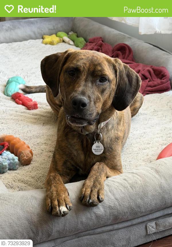 Reunited Female Dog last seen Old hmstd Road and Foxwood Lane, St. Charles, IL 60175