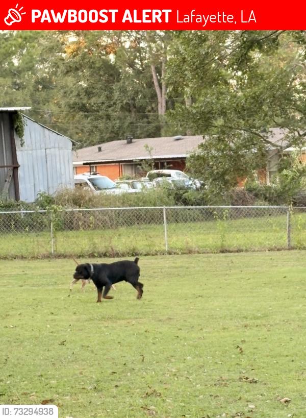 Lost Male Dog last seen Moss, Lafayette, LA 70507