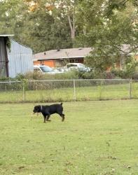 Lost Male Dog last seen Moss, Lafayette, LA 70507