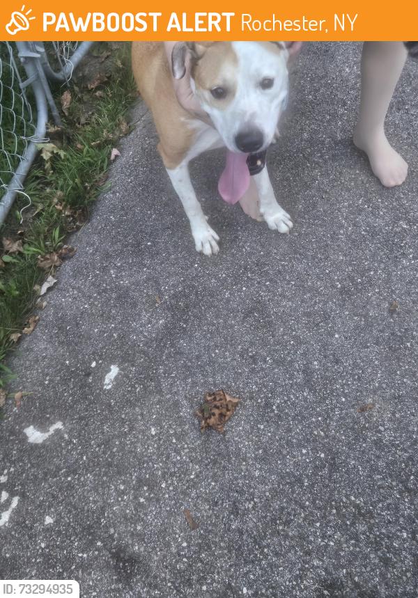 Found/Stray Unknown Dog last seen Denise & Greanleaf, Rochester, NY 14616