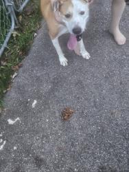 Found/Stray Unknown Dog last seen Denise & Greanleaf, Rochester, NY 14616