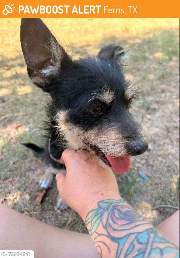 Found/Stray Male Dog last seen Ferris, Tx, Ferris, TX 75125