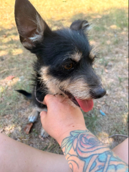 Found/Stray Male Dog last seen Ferris, Tx, Ferris, TX 75125