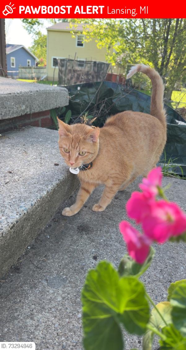 Lost Female Cat last seen Stoney point dr And elm wood, Lansing, MI 48917