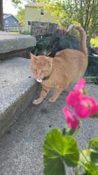 Lost Female Cat last seen Stoney point dr And elm wood, Lansing, MI 48917