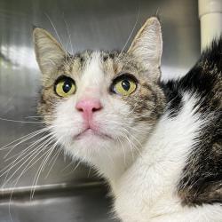 Shelter Stray Male Cat last seen , 4575 E Mesquite Ave, Palm Springs, CA 92264, USA