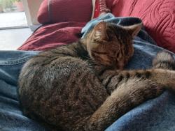 Lost Male Cat last seen Valle de México, Naucalpan de Juárez, Méx. 53000