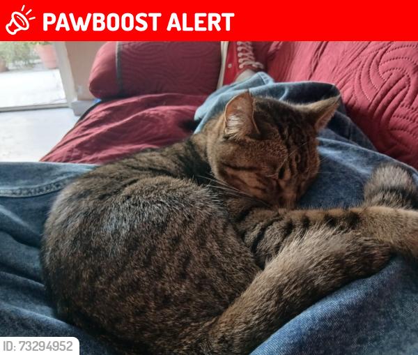 Lost Male Cat last seen Valle de México, Naucalpan de Juárez, Méx. 53000