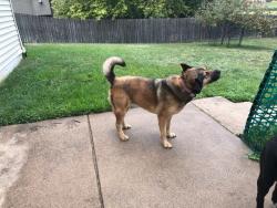 Reunited Female Dog last seen Near Basswood Lane, Rogers MN, Rogers, MN 55374