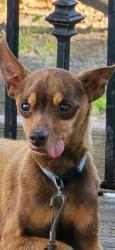 Lost Male Dog last seen Bonney rd. Grayson and witchduck, Virginia Beach, VA 23462