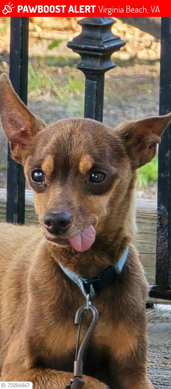 Lost Male Dog last seen Bonney rd. Grayson and witchduck, Virginia Beach, VA 23462