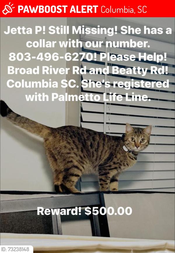 Lost Female Cat last seen Near Beatty Rd, Columbia, SC 29210
