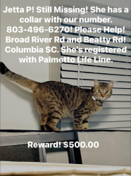 Lost Female Cat last seen Near Beatty Rd, Columbia, SC 29210
