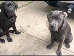 Reunited Female Dog last seen Black rd, Joliet, IL 60435