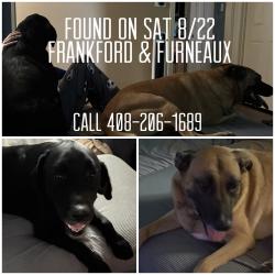 Reunited Female Dog last seen Frankford & Furneaux, Carrollton, TX 75007