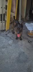 Reunited Male Dog last seen Orchard and 154th st in Gardena, Los Angeles, CA 90247