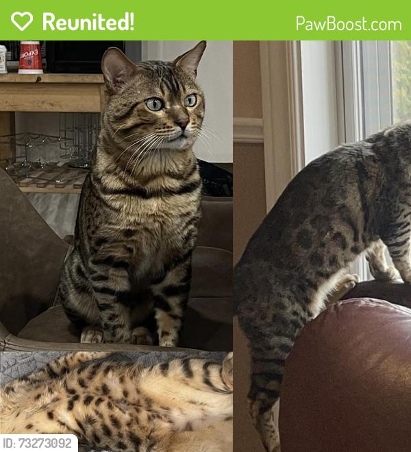 Reunited Male Cat last seen Av. des gouverneurs, Laval, Laval, QC 