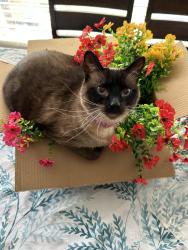 Lost Female Cat last seen Near s riverton, Riverton, UT 84065
