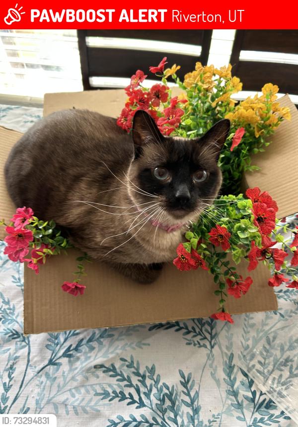 Lost Female Cat last seen Near s riverton, Riverton, UT 84065