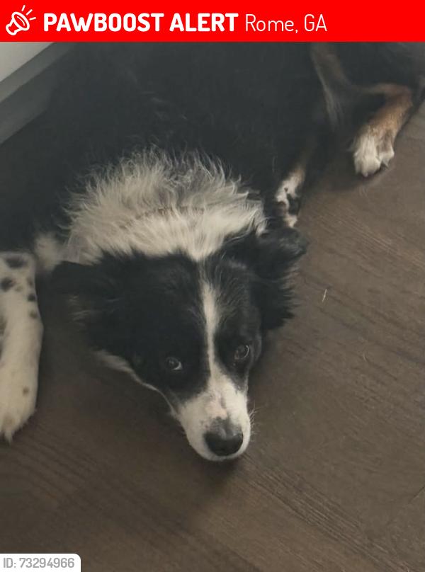 Lost Male Dog last seen Shadowood Drive Hwy 101, Rome, GA 30161
