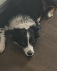 Lost Male Dog last seen Shadowood Drive Hwy 101, Rome, GA 30161