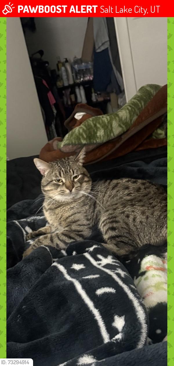 Lost Male Cat last seen The village at raintree, Salt Lake City, UT 84116