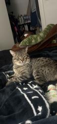 Lost Male Cat last seen The village at raintree, Salt Lake City, UT 84116