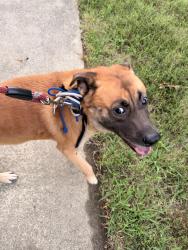 Reunited Male Dog last seen Food lion, Clayton, NC 27520