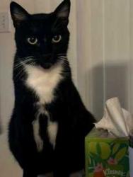Lost Male Cat last seen Talcott Way and Ezekiel Rd. Possibly near Huffsmith Khorville Road, Tomball, TX 77375