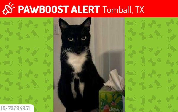 Lost Male Cat last seen Talcott Way and Ezekiel Rd. Possibly near Huffsmith Khorville Road, Tomball, TX 77375
