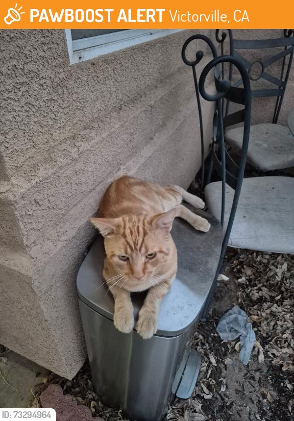 Found/Stray Male Cat last seen Nisqualli & Hesperia, Victorville, CA 92395