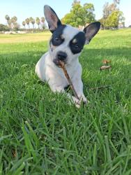 Lost Female Dog last seen Lemon and Orangethorpe, Fullerton, CA 92832