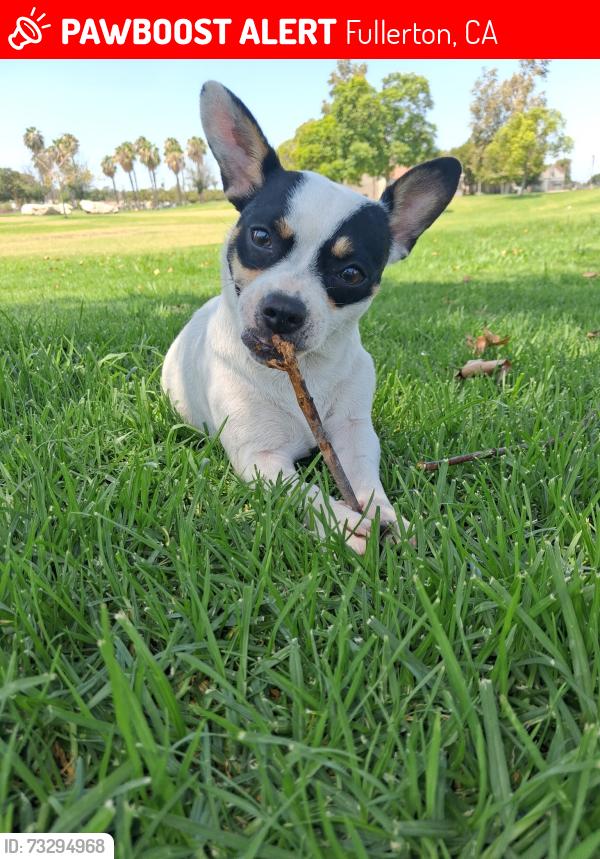 Lost Female Dog last seen Lemon and Orangethorpe, Fullerton, CA 92832