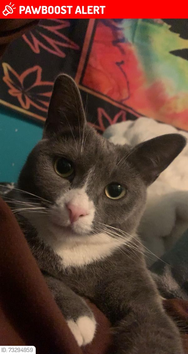 Lost Female Cat last seen On my front lawn in the grass, Blandford-Blenheim, ON N0J 1G0