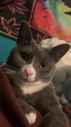 Lost Female Cat last seen On my front lawn in the grass, Blandford-Blenheim, ON N0J 1G0
