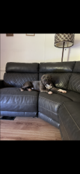 Lost Male Dog last seen Armstrong Loop, Hayden, AL 35079
