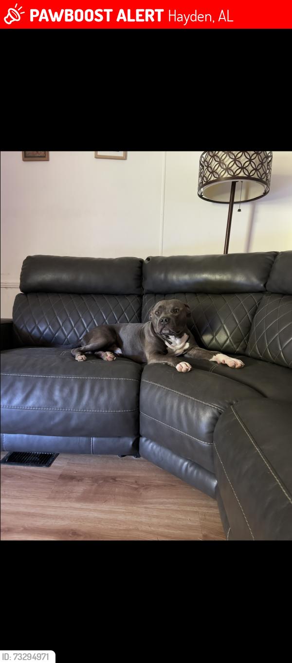 Lost Male Dog last seen Armstrong Loop, Hayden, AL 35079