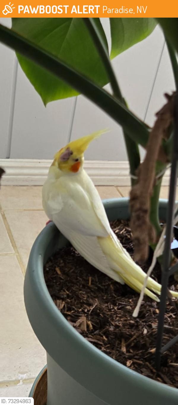 Found/Stray Unknown Bird last seen Oakhill and springhill - in front yard, Paradise, NV 89121