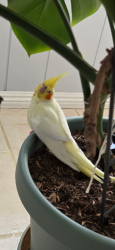 Found/Stray Unknown Bird last seen Oakhill and springhill - in front yard, Paradise, NV 89121