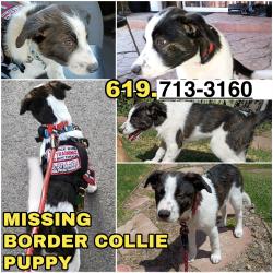 Lost Female Dog last seen Near Camino De La Reina Park, San Diego, CA 92108, San Diego, CA 92108