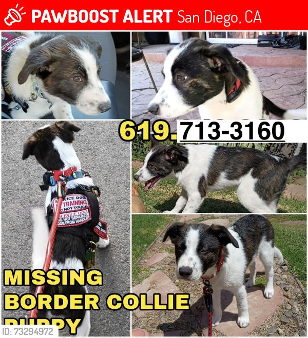 Lost Female Dog last seen Near Camino De La Reina Park, San Diego, CA 92108, San Diego, CA 92108