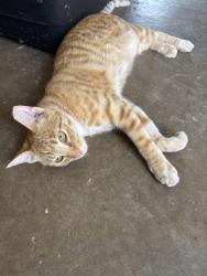 Lost Female Cat last seen Santa Fe and Kings Rd, Moore, OK 73160